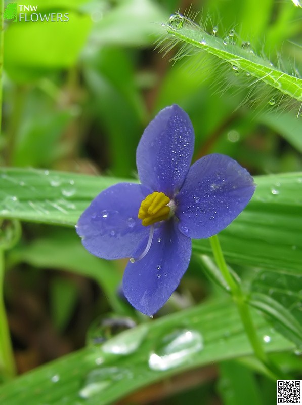Little Persian Violet